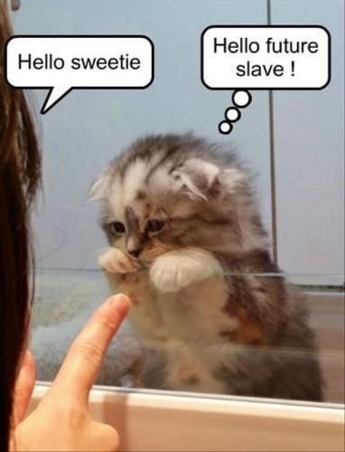 f85898ac339fdefb39e5340cd9404a6d