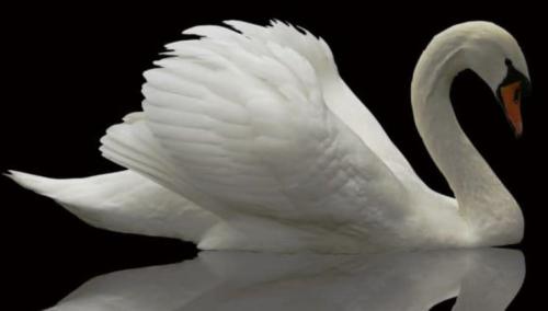 ,, 420169405_70155110652