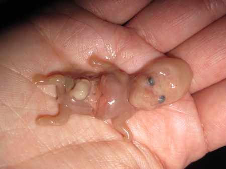 13-weeks