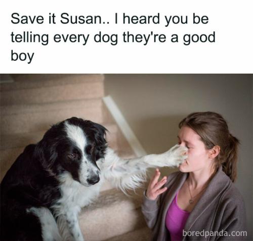 funny-cute-dog-memes-jokes-2-67496ab96d1e1__700