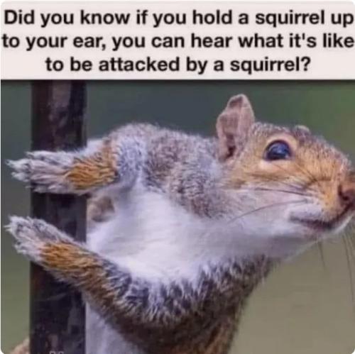 squirrel