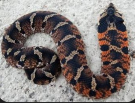 Screenshot_20250608_135702_Gallery