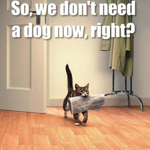 cat-so-we-dont-need-a-dog-nowright