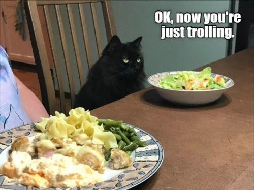 ok-now-just-trolling