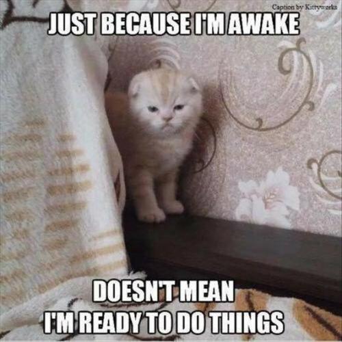 cat-caption-by-kittyworks-just-because-omawake-doesnt-mean-tmready-to-do-things