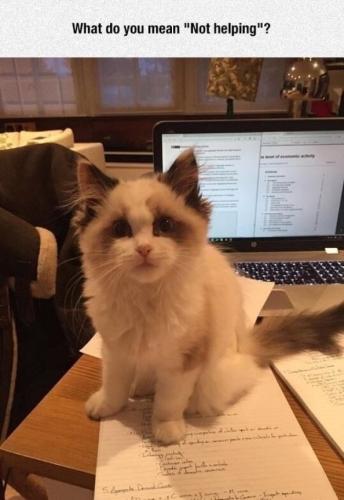 cat-what-do-you-mean-not-helping-ievel-of-economice-activity