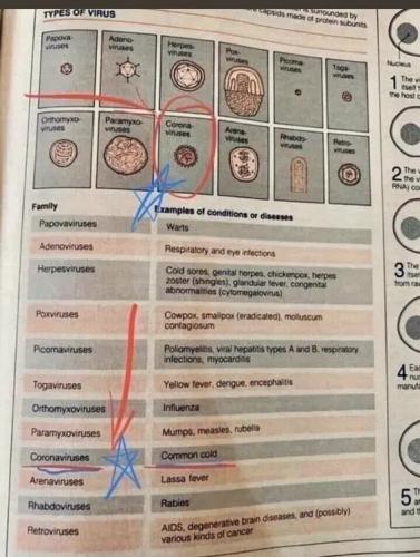 coronavirus-common-cold