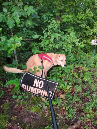 no dumping