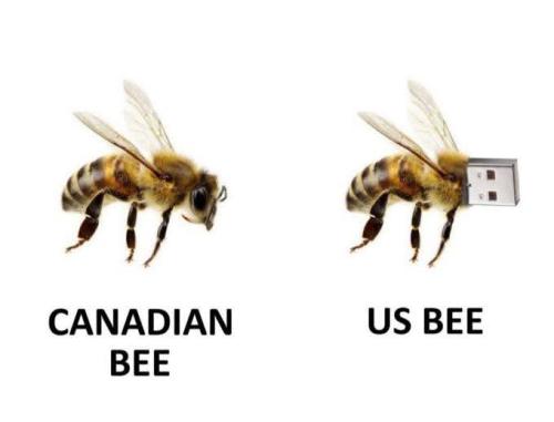 bee