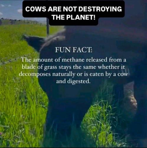 Cows & Methane