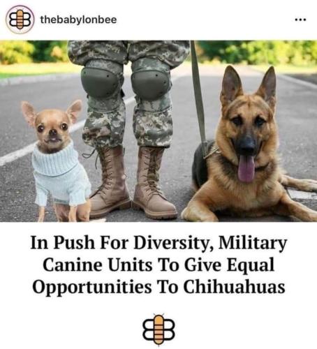 Chihuahuas