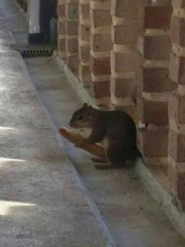 Squirrel with hotdog