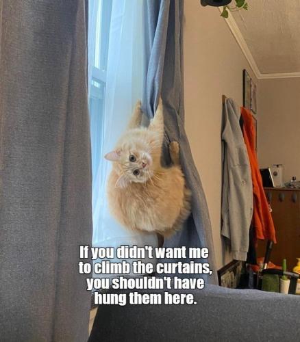 if-didnt-want-climb-curtains-shouldnt-have-hung-them-here