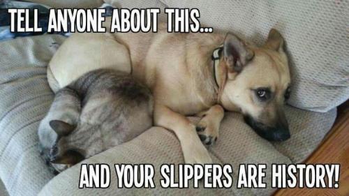 ac5b774c33929193df7cfc6147029745