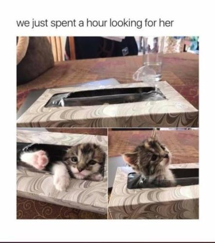 cat-we-just-spent-a-hour-looking-for-her