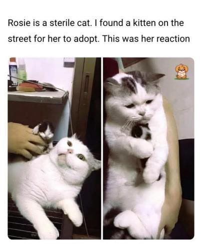 FB_IMG_1749323756838