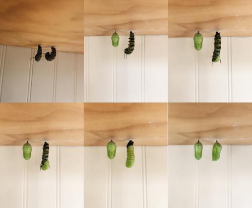 transformation to chrysalis