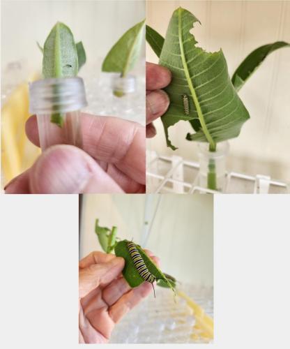 caterpillar 3 stages