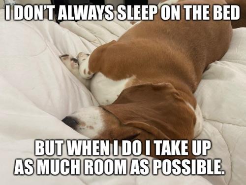 dog-dont-always-sleep-on-bed-but-do-take-up-as-much-room-as-possible (1)