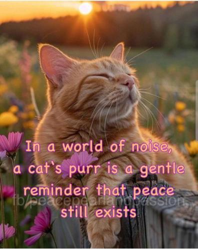 FB_IMG_1749139516152