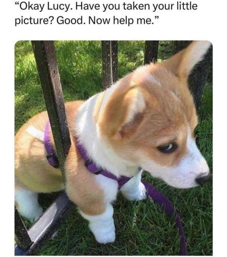 okay-lucy-have-taken-little-picture-good-now-help