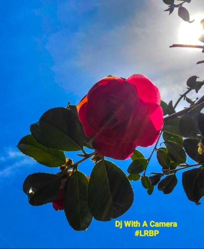 Screenshot_20250628_070740_Gallery