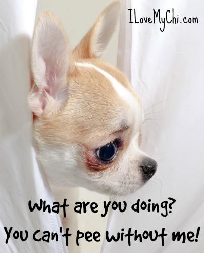 FB_IMG_1750455400564