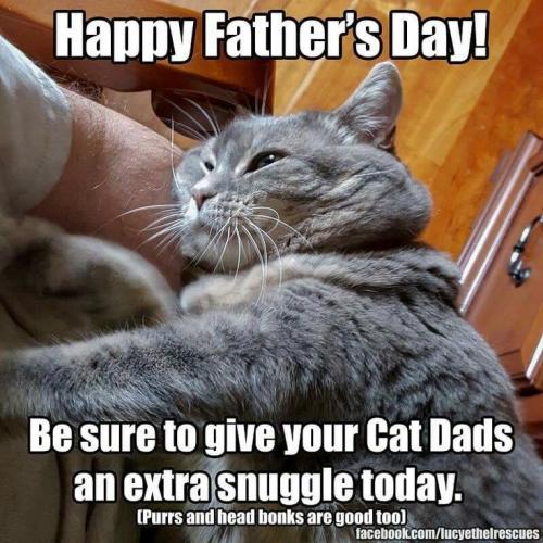your-cat-dads-an-extra-snuggle-today-purrs-and-head-bonks-are-good-to0-facebookcomlucyethelrescues