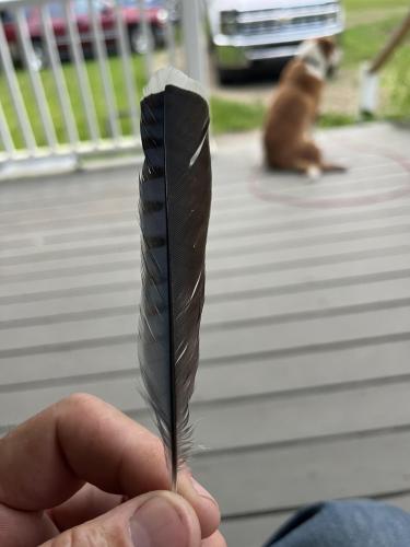 E46EEE8B-A15D-40A3-BB00-7823B8708277-26822-00000467DD9458DC