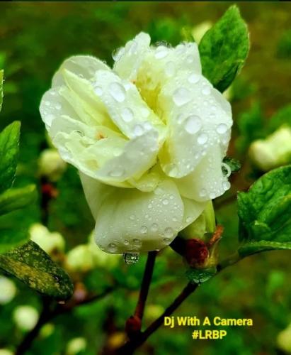 Screenshot_20250722_082228_Brave