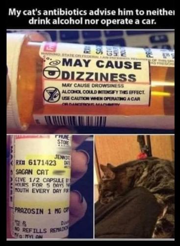 cat medicine
