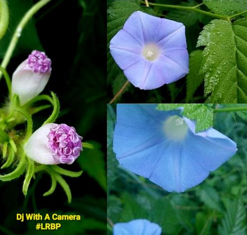 Screenshot_20250723_065128_Gallery