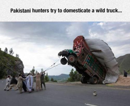paki wild truck