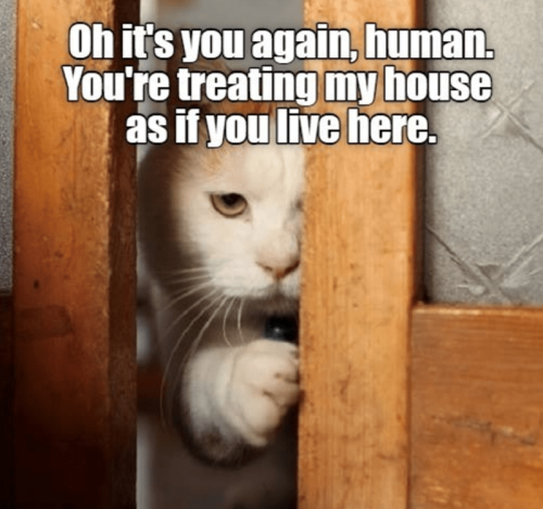 oh-s-again-human-treating-my-house-as-if-live-here
