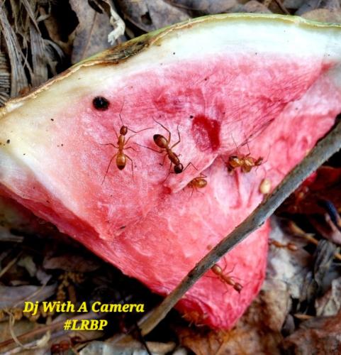 Screenshot_20250708_064559_Gallery