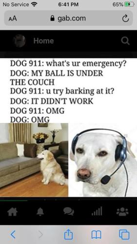 dog911