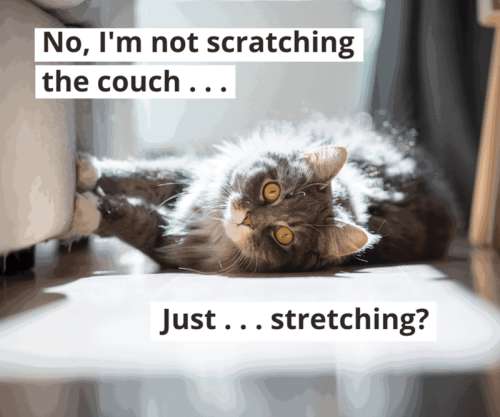 no-not-scratching-couch-just-stretching
