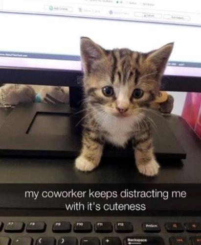 my-coworker-keeps-distracting-with-s-cuteness-f10-backspace-prison