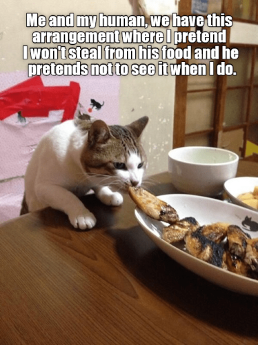 this-arrangement-wherelpretend-iwontsteal-from-his-food-and-he-pretends-not-to-see-it-when-i-do