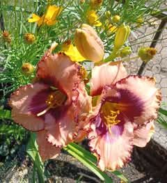 FB_IMG_4726559240136502141