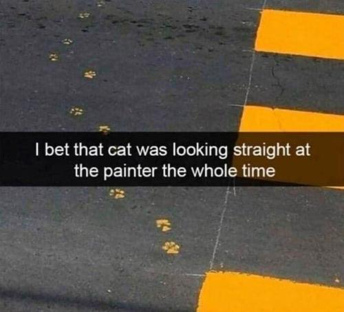 bet-cat-looking-straight-at-painter-whole-time