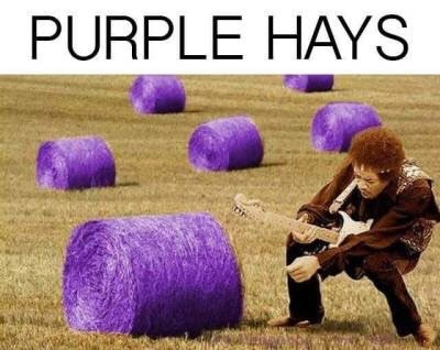 purple hays