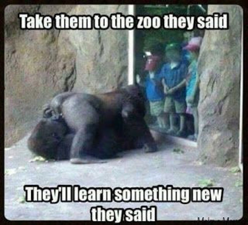 take them to the zoo