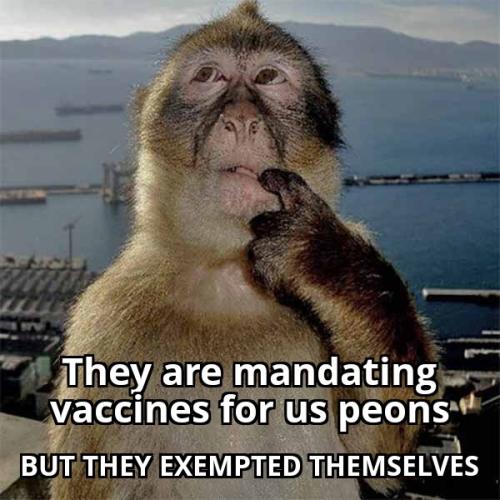 Thinking Monkey 29072025001911