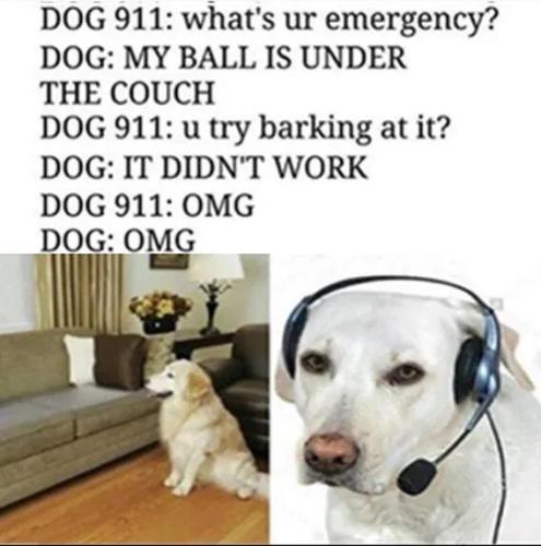 dog911
