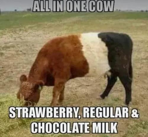 all-in-one-cow