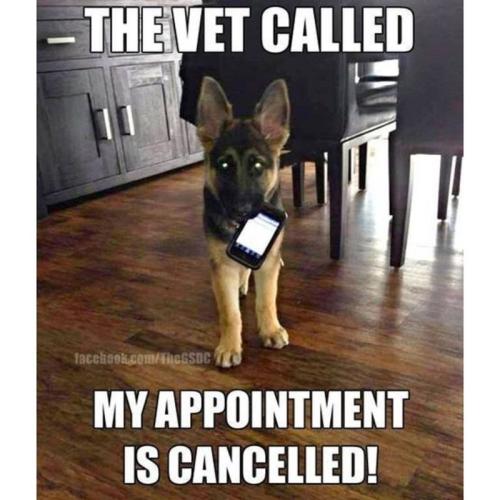 vet-called-facebookcomthegsdc-my-appointment-is-cancelled