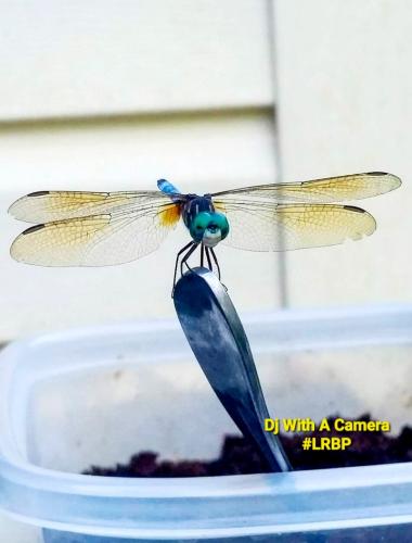 Screenshot_20250731_071050_Gallery