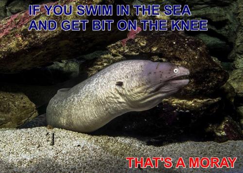 that's a moray
