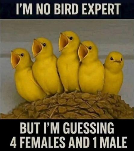 im no bird expert01